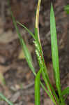 Kral's sedge